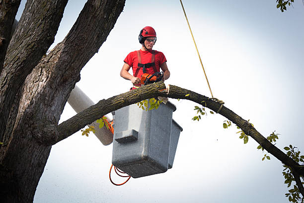 How Our Tree Care Process Works  in  Carlisle, PA