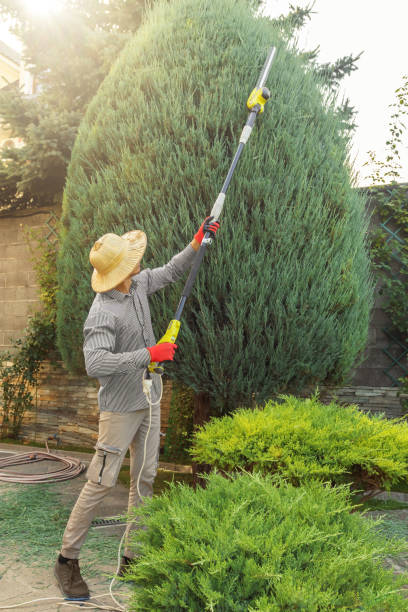 Professional Tree Services in Carlisle, PA